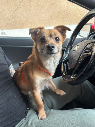 Adoption Eros