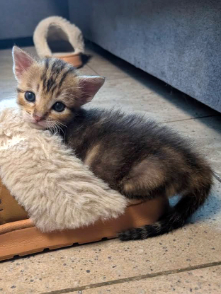 Adopter 