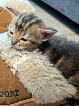 Adopter 