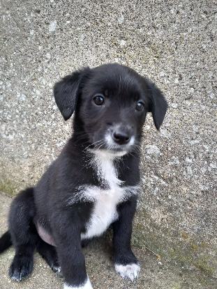 Adopter Roquette