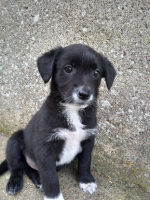 Adopter  chien : Roquette