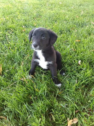 Adopter Roquette
