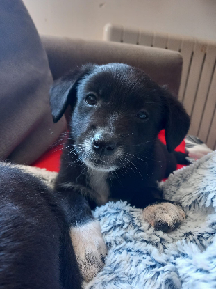 Adopter Roquette