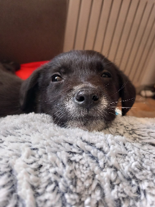 Adoption Roquette