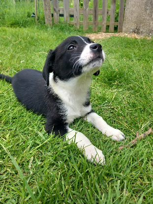 Adopter Nova