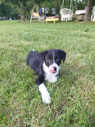Adopter Nova