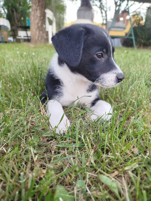 Adopter Nova