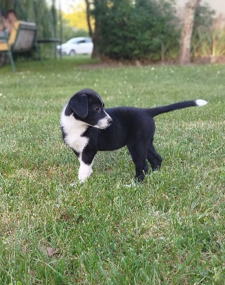 Adoption Nova