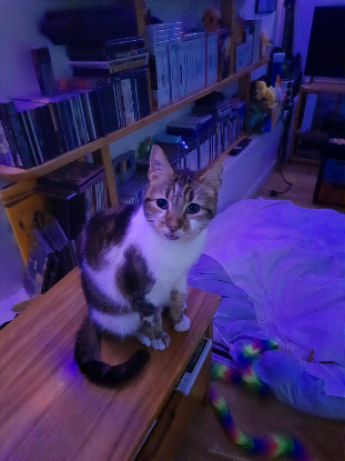 Adopter Duchesse