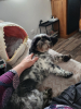 Vadrouille