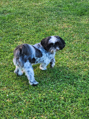 Adopter Vadrouille