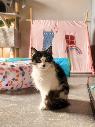 Adopter Chocapic
