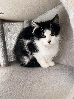 Adopter Chocapic