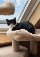 Adopter  chat : Maurice