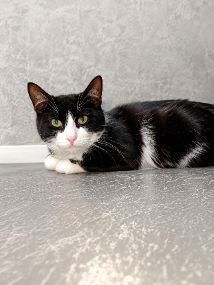 Adopter Maurice
