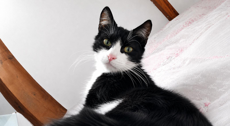 Adopter Maurice