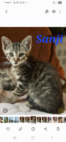 Adopter  chat : Sanji