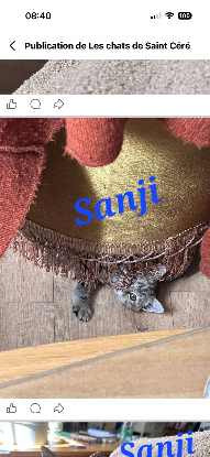 Adopter Sanji