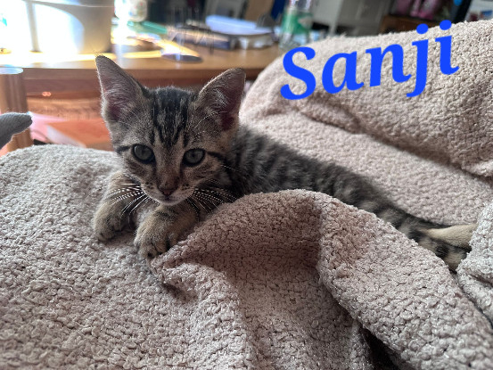 Adoption Sanji