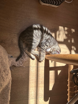 Adoption Sanji