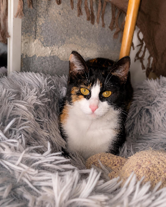 Adopter Pitchoune