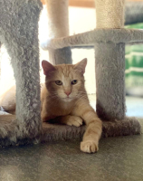Adopter  chat : Jade