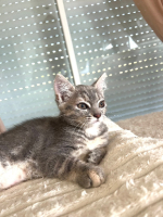 Adopter  chat : Pixia