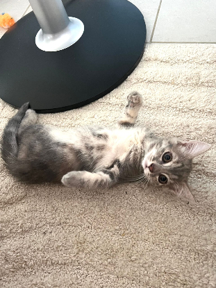 Adopter Pixia