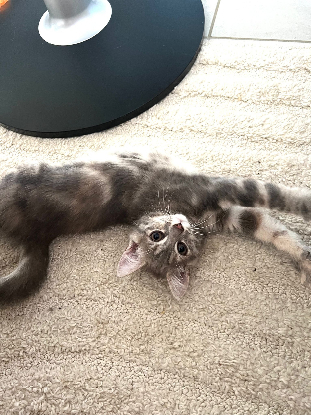 Adopter Pixia