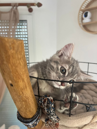 Adoption Pixia
