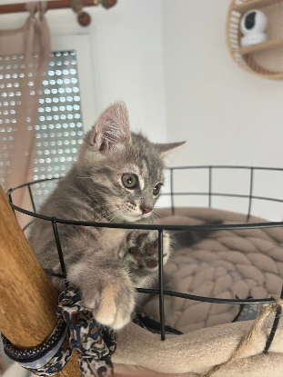 Adoption Pixia