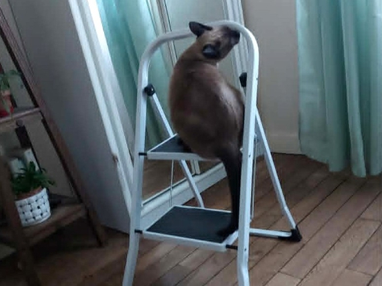 Adopter Atari