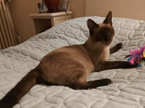 Adopter Atari