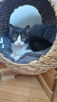 Adopter Destinée