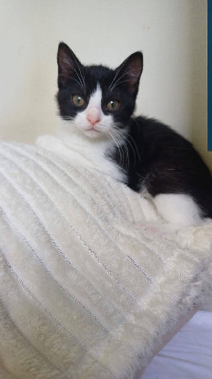 Adopter Destinée