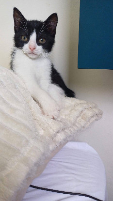 Adoption Destinée