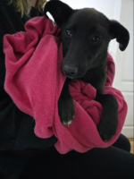 Adopter  chien : Riana