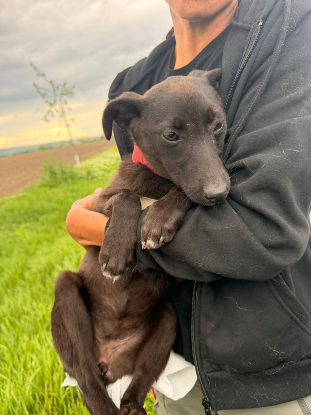 Adopter Riana