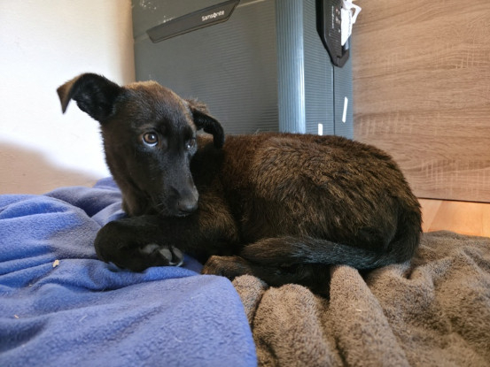 Adoption Riana