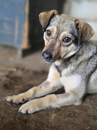Adopter Rinah