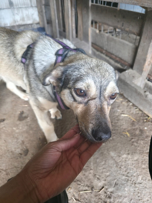 Adopter Rinah
