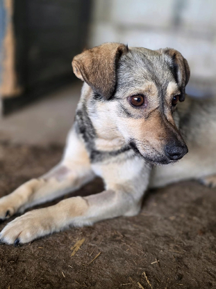 Adopter Rinah