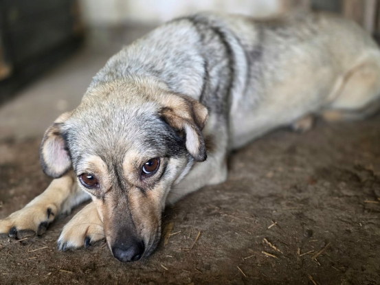 Adoption Rinah