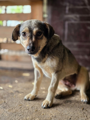 Adoption Rinah