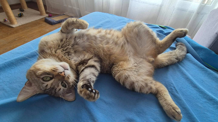 Adopter Sloupe