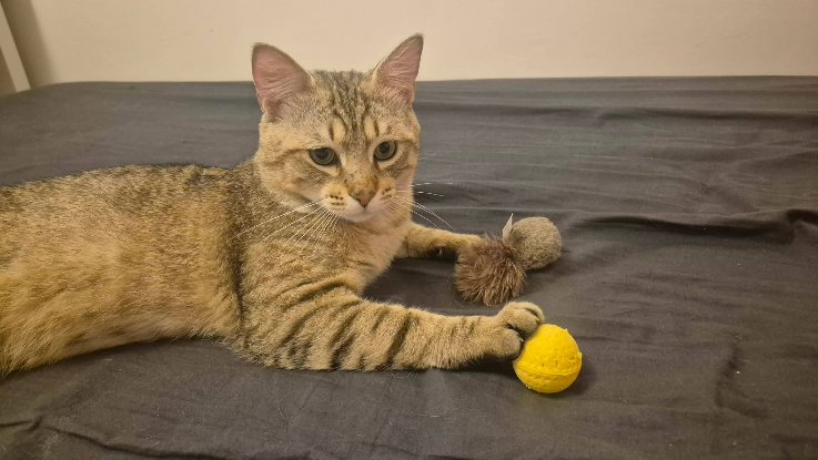 Adoption Sloupe