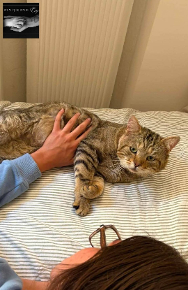 Adopter Angus