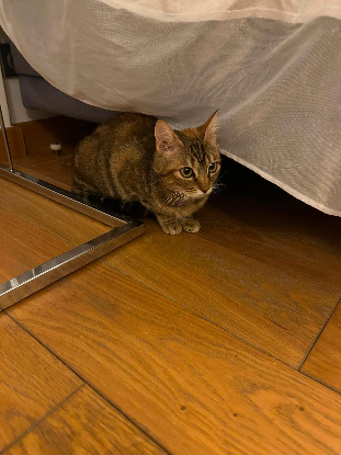 Adopter Alessia