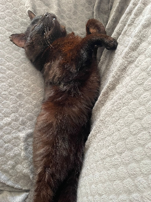 Adopter Onyx