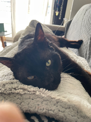 Adopter Onyx